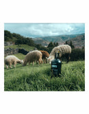 QURI Quinoa Peruvian Vodka